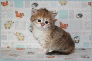 Female Siberian Kitten from Deedlebug Siberians 